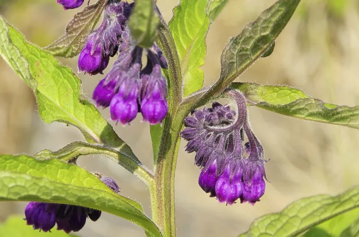 Framed Print : Comfrey Print, Herb Plant in Bloom Framed Print : Comfrey Print, Herb Plant in Bloom
