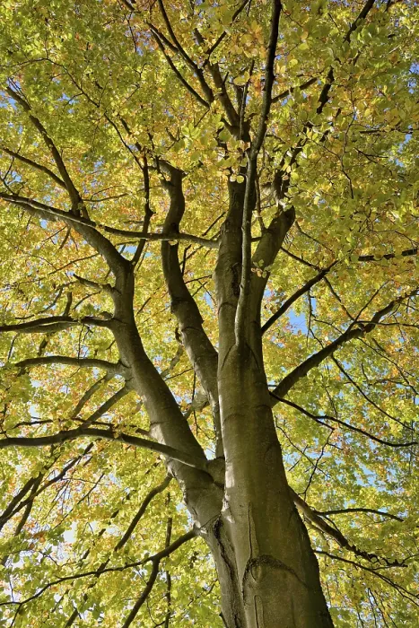 Framed Print : Autumn Treetop Print of Common Beech, Germany Framed Print : Autumn Treetop Print of Common Beech, Germany