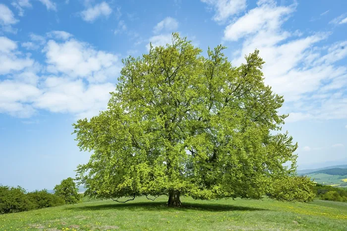 Framed Print : Common Beech (Fagus sylvatica) Print, Hesse, Germany Framed Print : Common Beech (Fagus sylvatica) Print, Hesse, Germany