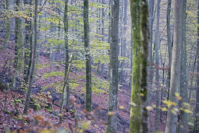 Framed Print : Common Beech Print, Rhineland-Palatinate, Germany Framed Print : Common Beech Print, Rhineland-Palatinate, Germany