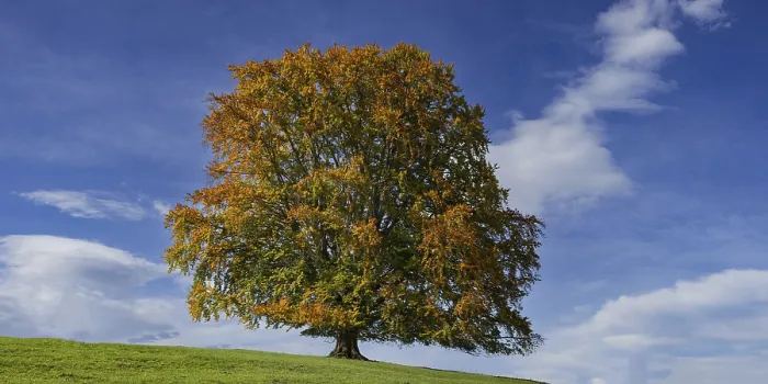 Framed Print : Autumn Print of Common Beech in Bavaria, Germany Framed Print : Autumn Print of Common Beech in Bavaria, Germany