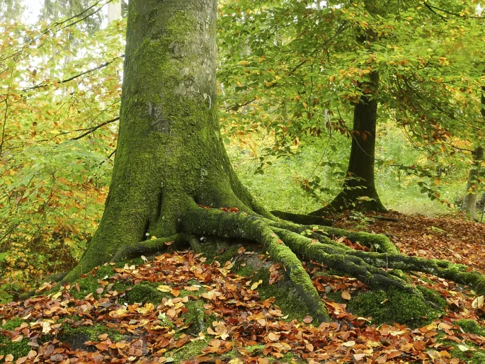 Framed Print : Common beech (Fagus sylvatica) Print - Secure Root System Framed Print : Common beech (Fagus sylvatica) Print - Secure Root System