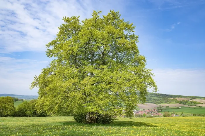 Framed Print : Common Beech Print, Thuringia, Germany Framed Print : Common Beech Print, Thuringia, Germany