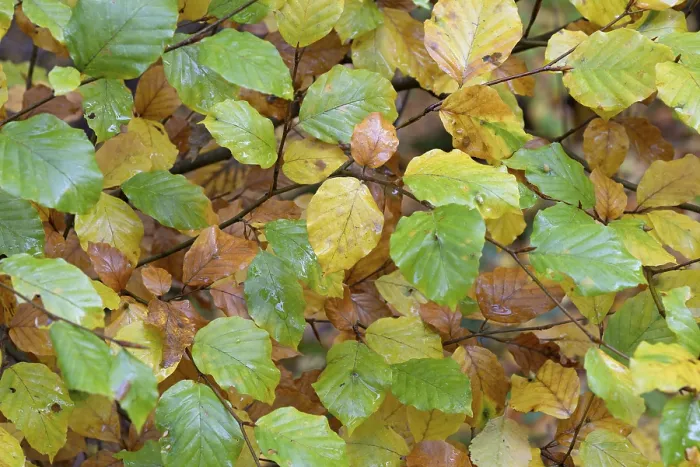 Framed Print : Autumn Leaves on Common Beech Branches Print