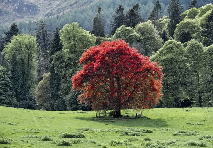 Framed Print : Common Beech Print, Dunkeld, Scotland Framed Print : Common Beech Print, Dunkeld, Scotland