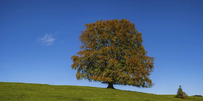 Framed Print : Autumn Print of Common Beech in Bavaria, Germany Framed Print : Autumn Print of Common Beech in Bavaria, Germany