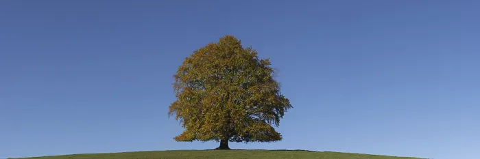 Framed Print : Autumn Print of Common Beech Tree in Bavaria, Germany Framed Print : Autumn Print of Common Beech Tree in Bavaria, Germany