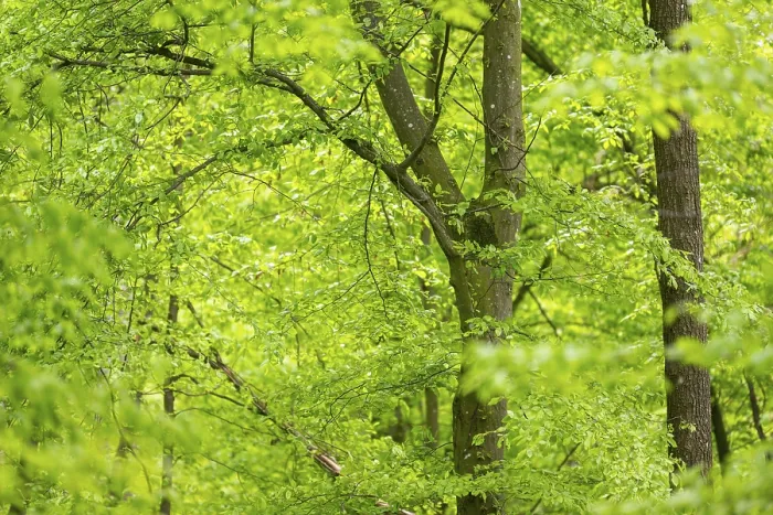 Framed Print : Common Beech Forest in Spring Print, Bavaria, Germany Framed Print : Common Beech Forest in Spring Print, Bavaria, Germany