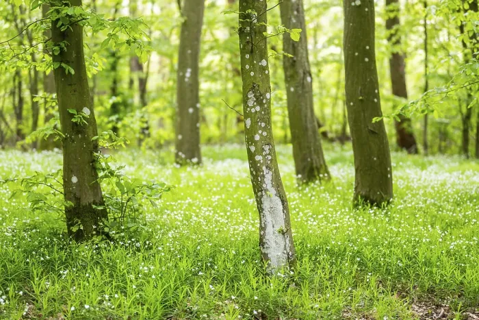 Framed Print : Common Beech Forest in Spring Print, Bavaria, Germany