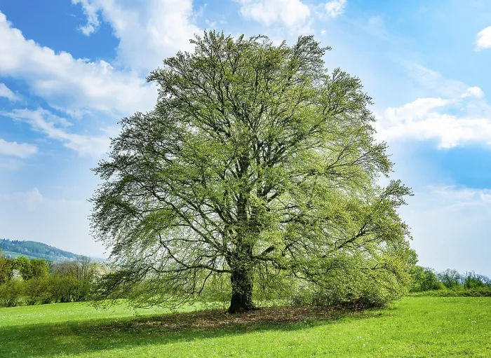 Framed Print : Fagus sylvatica Spring Print, Bavaria Germany Framed Print : Fagus sylvatica Spring Print, Bavaria Germany