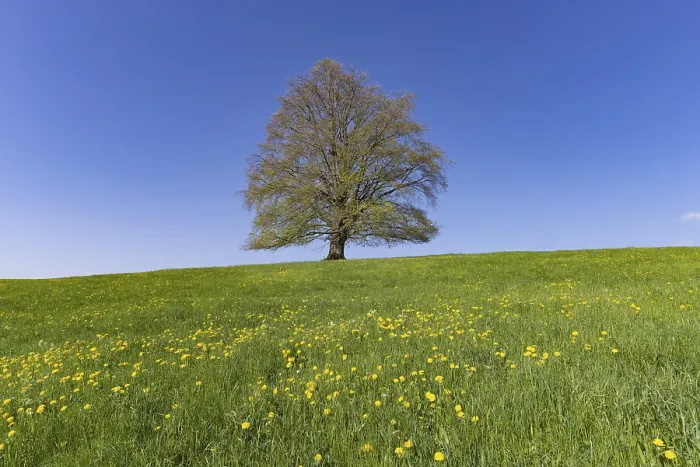 Framed Print : Common Beech in Spring Print, Bavaria, Germany Framed Print : Common Beech in Spring Print, Bavaria, Germany