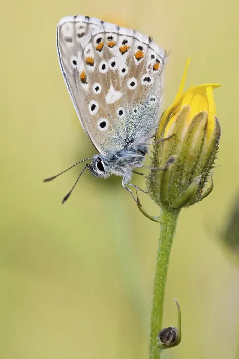 Framed Print : Common Blue Print - ImageBROKER