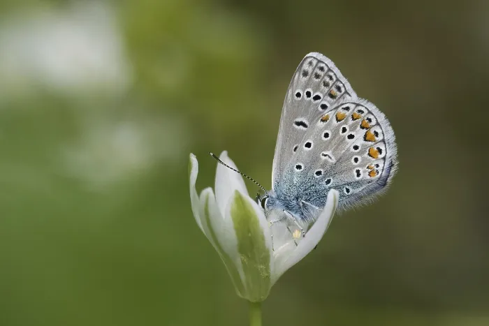 Framed Print : A Common Blue Perched Print, Hesse, Germany Framed Print : A Common Blue Perched Print, Hesse, Germany