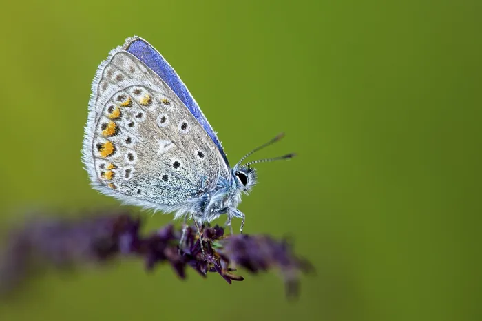 Framed Print : Common Blue Butterfly Print Framed Print : Common Blue Butterfly Print