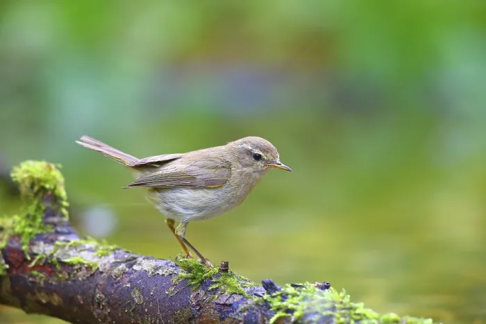 Framed Print : Common Chiffchaff Print (Phylloscopus collybita) Hesse Framed Print : Common Chiffchaff Print (Phylloscopus collybita) Hesse