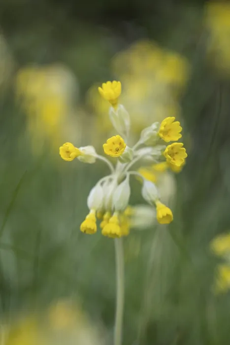 Framed Print : Common Cowslip Print, Thuringia, Germany Framed Print : Common Cowslip Print, Thuringia, Germany