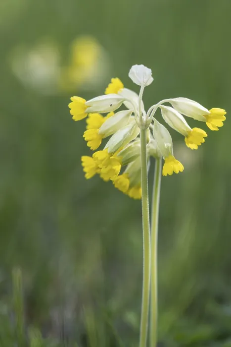Framed Print : Common Cowslip Print, Thuringia, Germany Framed Print : Common Cowslip Print, Thuringia, Germany