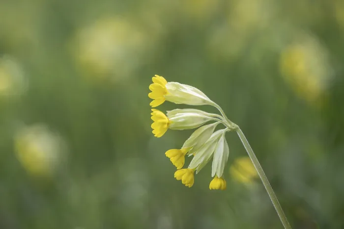 Framed Print : Common Cowslip Print, Thuringia, Germany