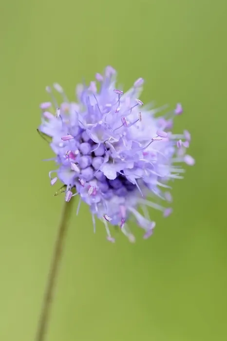 Framed Print : Common Devil's-bit Scabious Print, Bavaria, Germany Framed Print : Common Devil's-bit Scabious Print, Bavaria, Germany