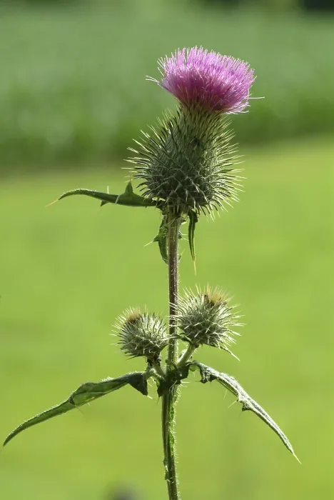 Framed Print : Common Donkey Thistle Print (Onopordum acanthium) Framed Print : Common Donkey Thistle Print (Onopordum acanthium)