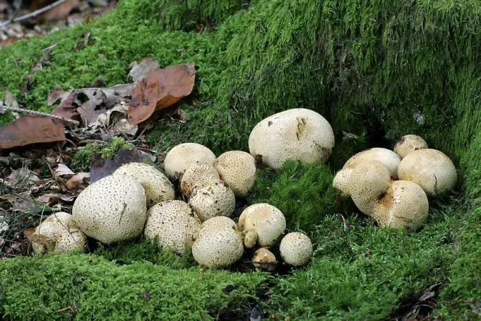 Framed Print : Common Earthball Print (Scleroderma citrinum) Framed Print : Common Earthball Print (Scleroderma citrinum)
