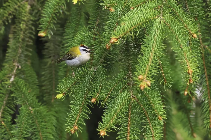 Framed Print : Common Firecrest Print - Regulus ignicapilla in Spruce Tree
