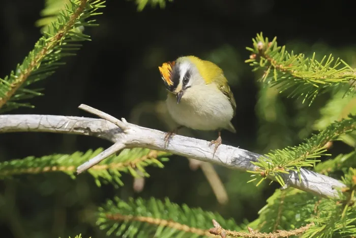 Framed Print : Common Firecrest Print, Regulus ignicapilla in Spruce Tree Framed Print : Common Firecrest Print, Regulus ignicapilla in Spruce Tree