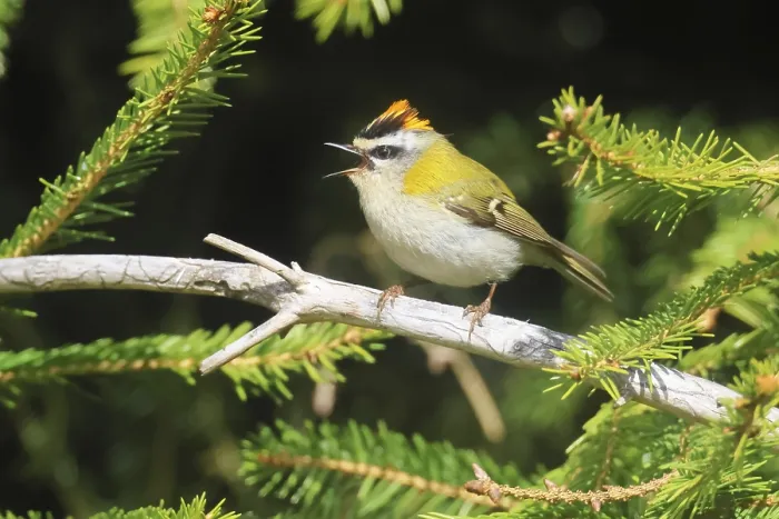 Framed Print : Common Firecrest Print, Regulus ignicapilla in Spruce Tree Framed Print : Common Firecrest Print, Regulus ignicapilla in Spruce Tree
