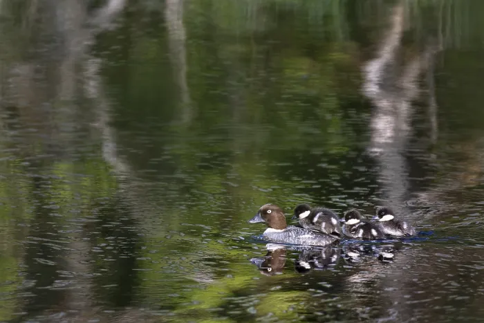 Framed Print : Common Goldeneye Print - Female with Chicks, Finland Framed Print : Common Goldeneye Print - Female with Chicks, Finland