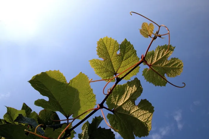 Framed Print : Common Grape Vine (Vitis vinifera) Print Framed Print : Common Grape Vine (Vitis vinifera) Print