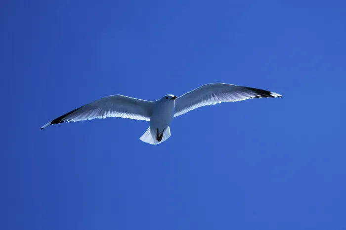 Framed Print : Common Gull Print (Larus canus)