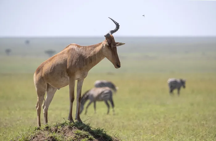 Framed Print : Common Hartebeest Print, Serengeti National Park, Tanzania Framed Print : Common Hartebeest Print, Serengeti National Park, Tanzania