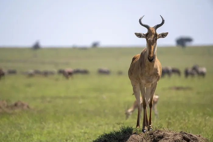 Framed Print : Common Hartebeest Print, Serengeti National Park, Tanzania Framed Print : Common Hartebeest Print, Serengeti National Park, Tanzania