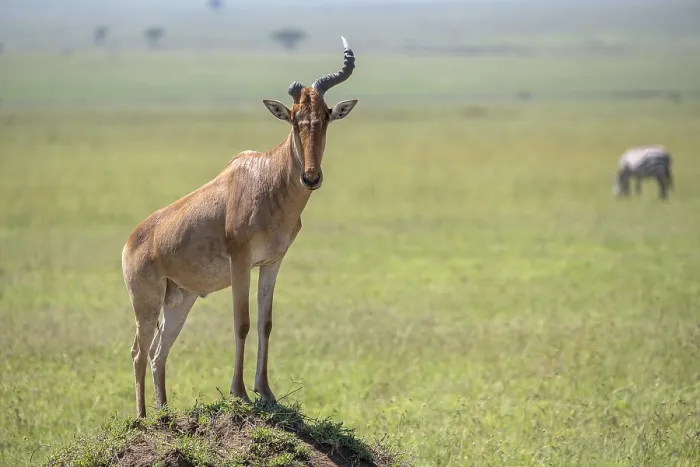 Framed Print : Common Hartebeest Print, Serengeti National Park, Tanzania Framed Print : Common Hartebeest Print, Serengeti National Park, Tanzania