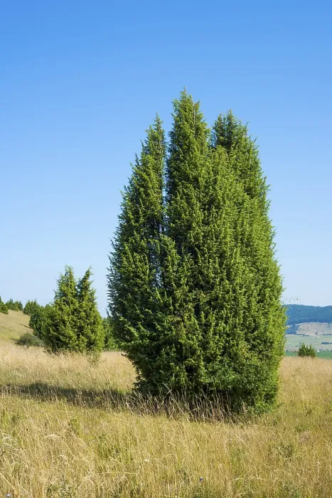 Framed Print : Print of Common juniper (Juniperus communis) in Thuringia, Germany Framed Print : Print of Common juniper (Juniperus communis) in Thuringia, Germany