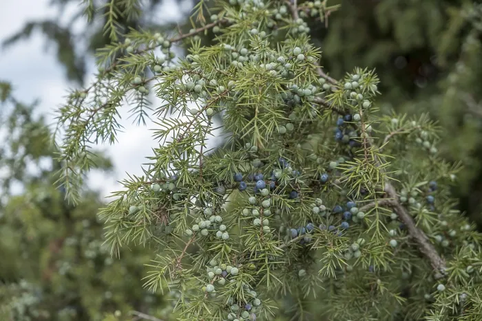 Framed Print : Common juniper (Juniperus communis) Print, Netherlands Framed Print : Common juniper (Juniperus communis) Print, Netherlands
