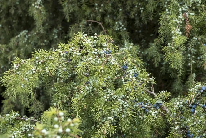 Framed Print : Common Juniper Print - Ripe and Unripe Berries Framed Print : Common Juniper Print - Ripe and Unripe Berries