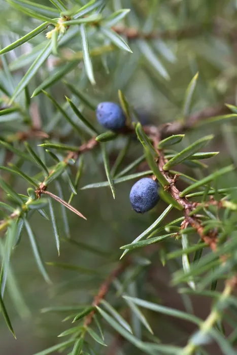 Framed Print : Common Juniper Print - Ripe Berries on Branch, Germany Framed Print : Common Juniper Print - Ripe Berries on Branch, Germany