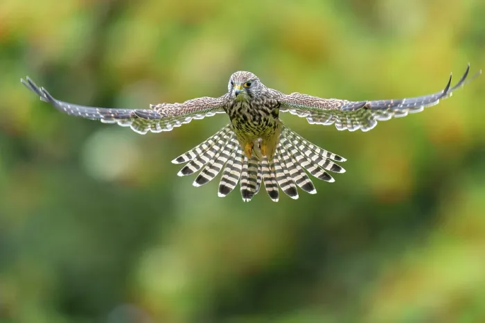 Framed Print : Common Kestrel in Flight Print, Germany Framed Print : Common Kestrel in Flight Print, Germany