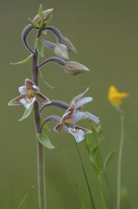 Framed Print : Common Marsh Root Print, Epipactis Palustris Orchid Framed Print : Common Marsh Root Print, Epipactis Palustris Orchid