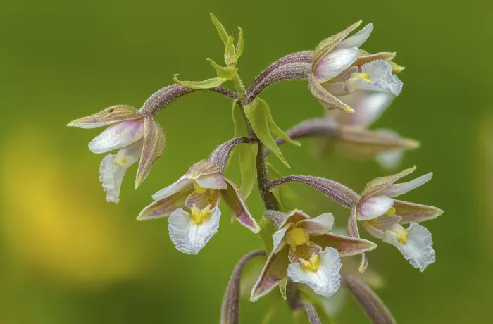 Framed Print : Epipactis palustris Print Framed Print : Epipactis palustris Print