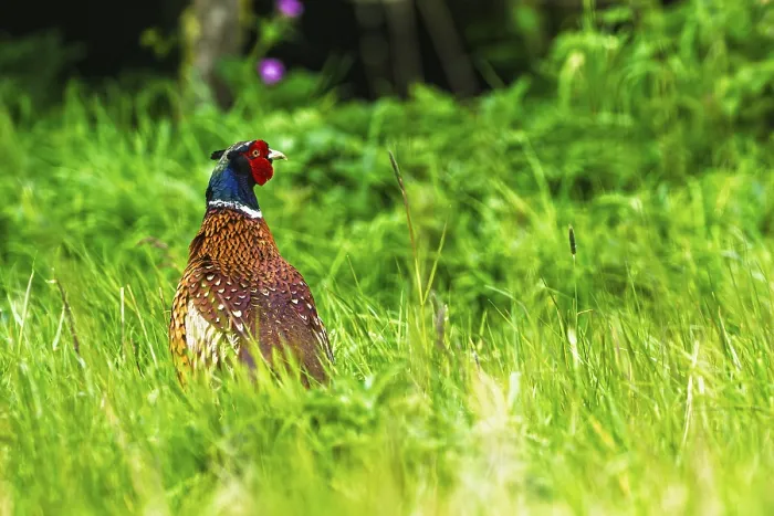 Framed Print : Common Pheasant Print, Bempton Cliffs, Yorkshire Framed Print : Common Pheasant Print, Bempton Cliffs, Yorkshire