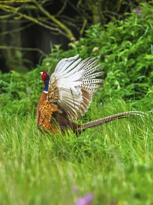 Framed Print : Common Pheasant Print, Bempton Cliffs, Yorkshire Framed Print : Common Pheasant Print, Bempton Cliffs, Yorkshire