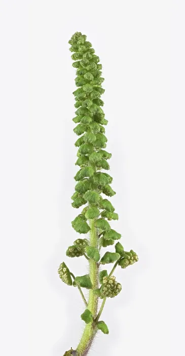 Framed Print : Common Ragweed Print, North America & Germany Framed Print : Common Ragweed Print, North America & Germany