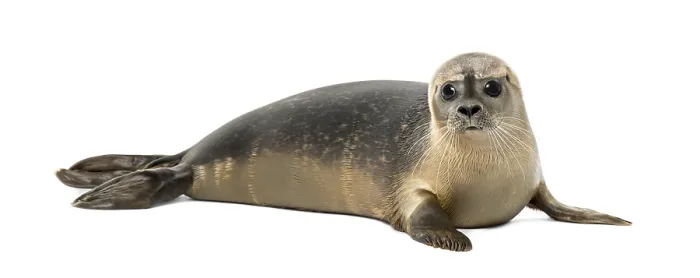 Framed Print : Common Seal Print - Phoca vitulina, 8 months old Framed Print : Common Seal Print - Phoca vitulina, 8 months old