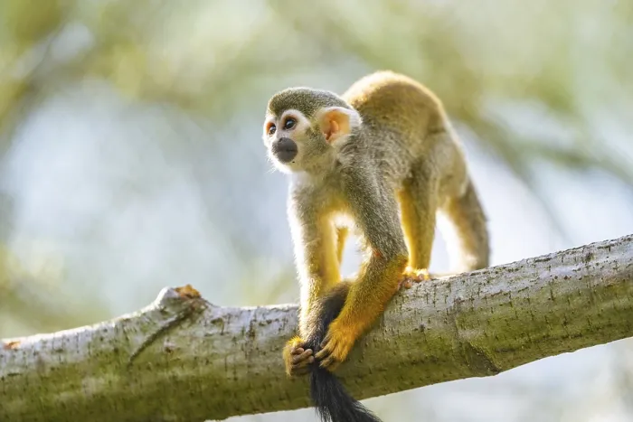 Framed Print : Common Squirrel Monkey Print: Captive, South America Framed Print : Common Squirrel Monkey Print: Captive, South America