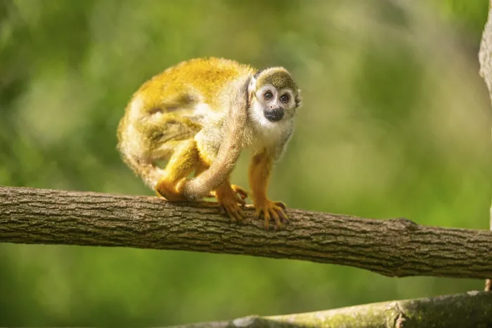 Framed Print : Common Squirrel Monkey Print, Captive, South America Framed Print : Common Squirrel Monkey Print, Captive, South America