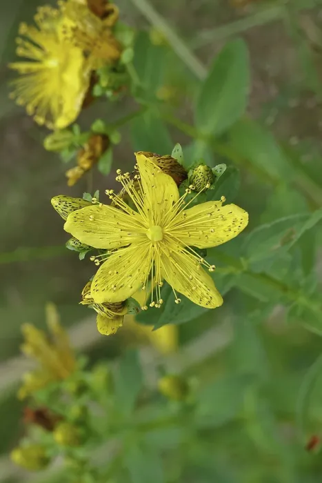 Framed Print : Common St John's Wort Print (Hypericum perforatum) Framed Print : Common St John's Wort Print (Hypericum perforatum)