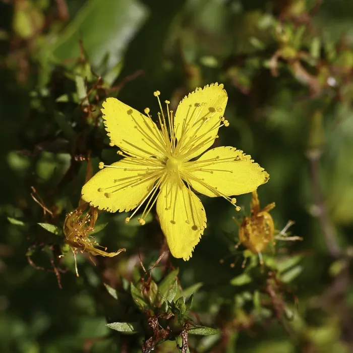 Framed Print : Common St John's Wort Print, Close-up of a Flower Framed Print : Common St John's Wort Print, Close-up of a Flower