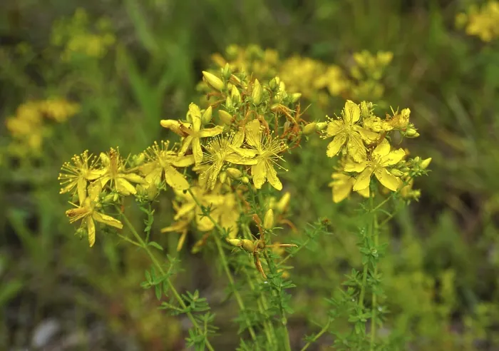 Framed Print : Common St John's Wort Print, Hypericum perforatum